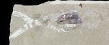 Cretaceous Squid (Pos/Neg) - Soft-Bodied Preservation #48541-4
